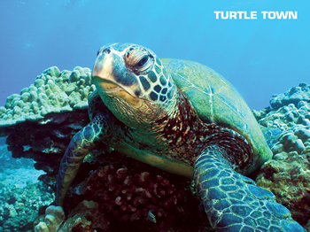 turtle town