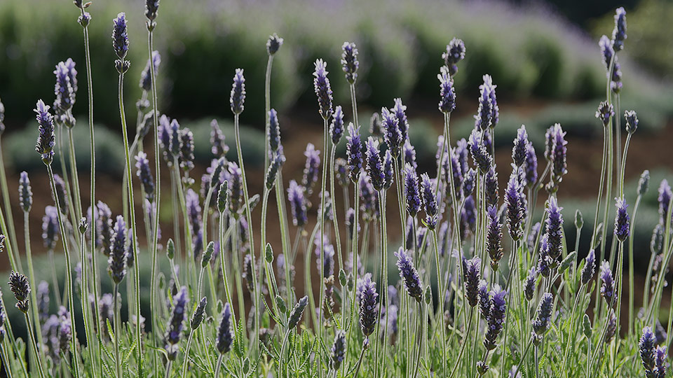Ali’i Kula Lavender Farm