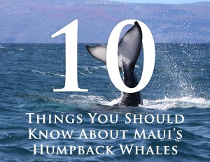 ten things you should know about maui's humpback whales