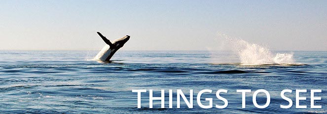 thingstosee