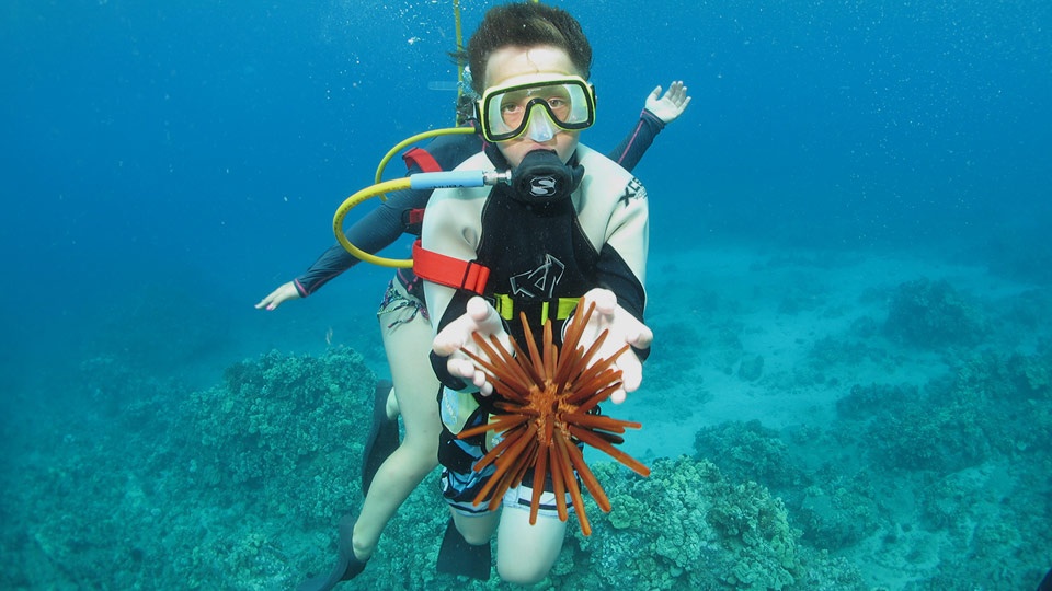 Maui Best SNUBA Diving
