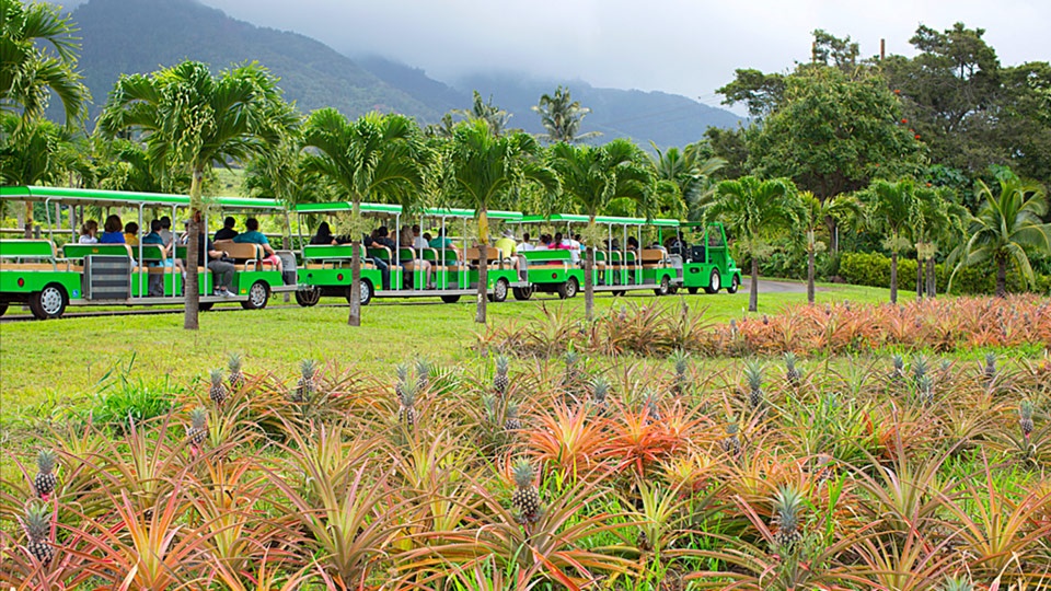 Best Activities Kids Maui Tropical Plantation