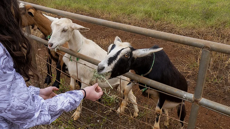 Best Maui Kids Activities Surfing Goat Dairy