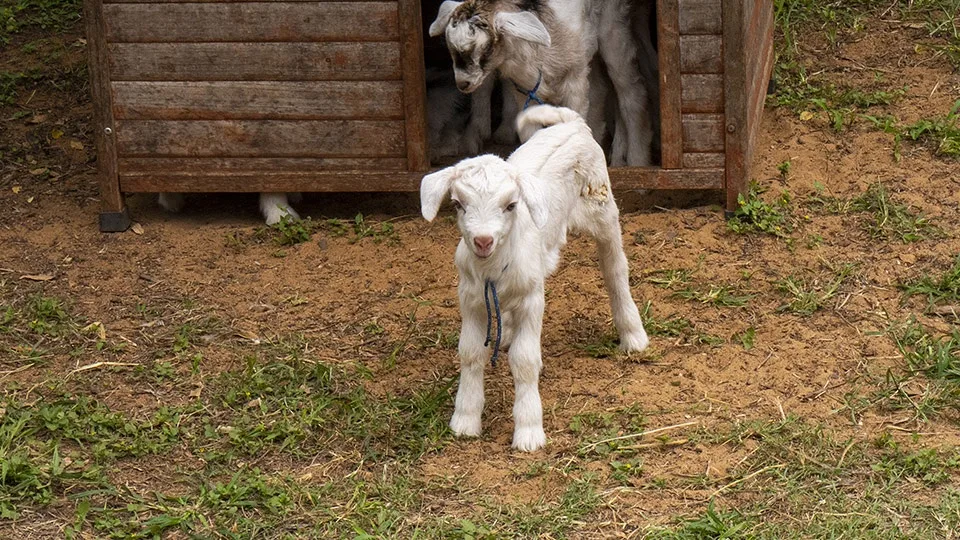 Best Maui Kids Activities Surfing Goat Dairy