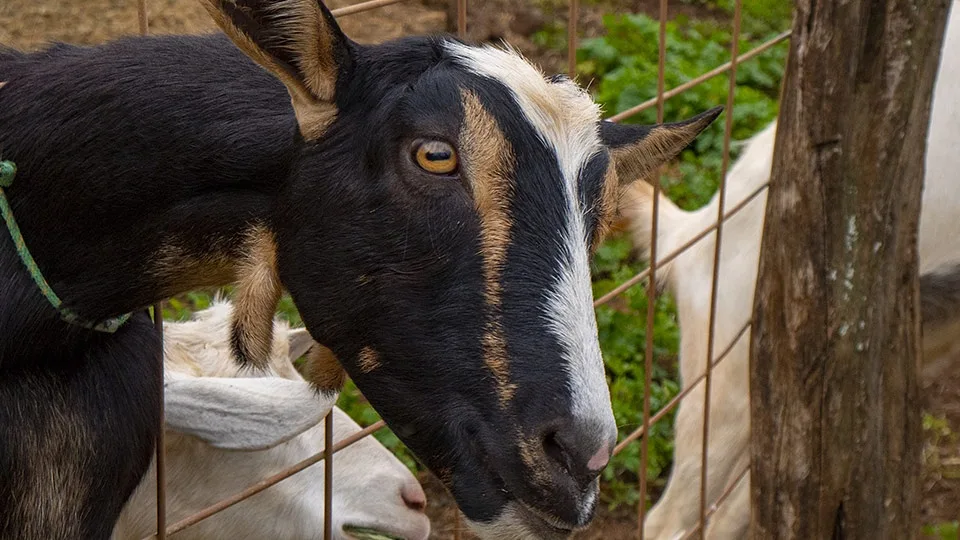 Best Maui Kids Activities Surfing Goat Dairy