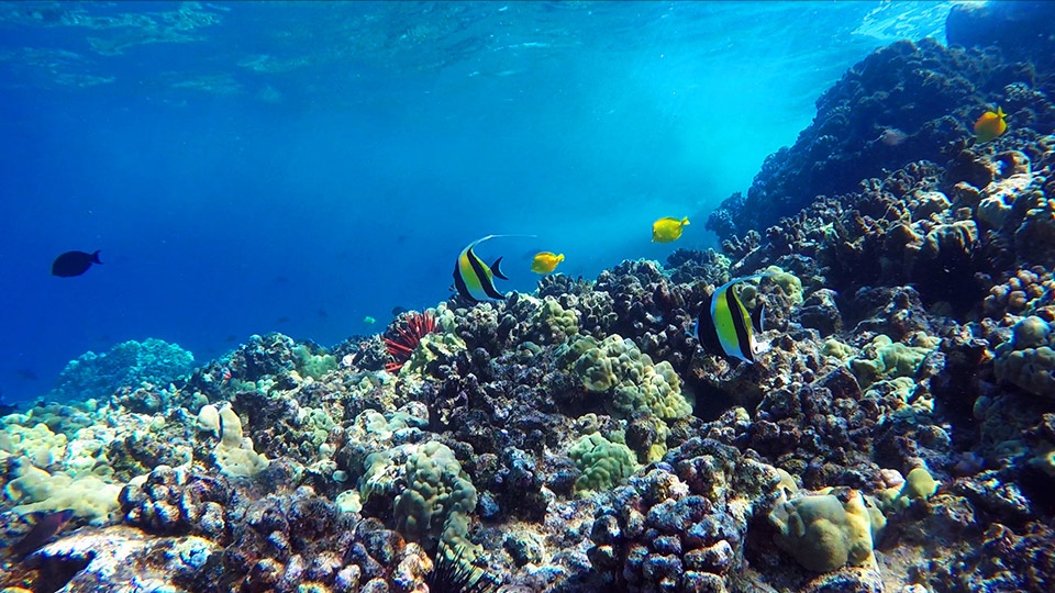 Best Kids Activities Molokini Snorkeling