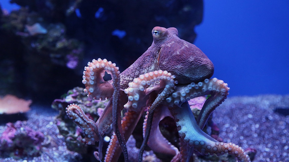 Best Kids Activities Maui Ocean Center