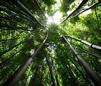 Best Maui Off the Beaten Path Activities Bamboo Forest
