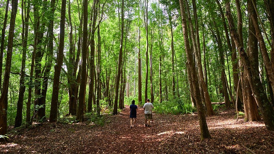 Best Off Beaten Path Makawao Forest