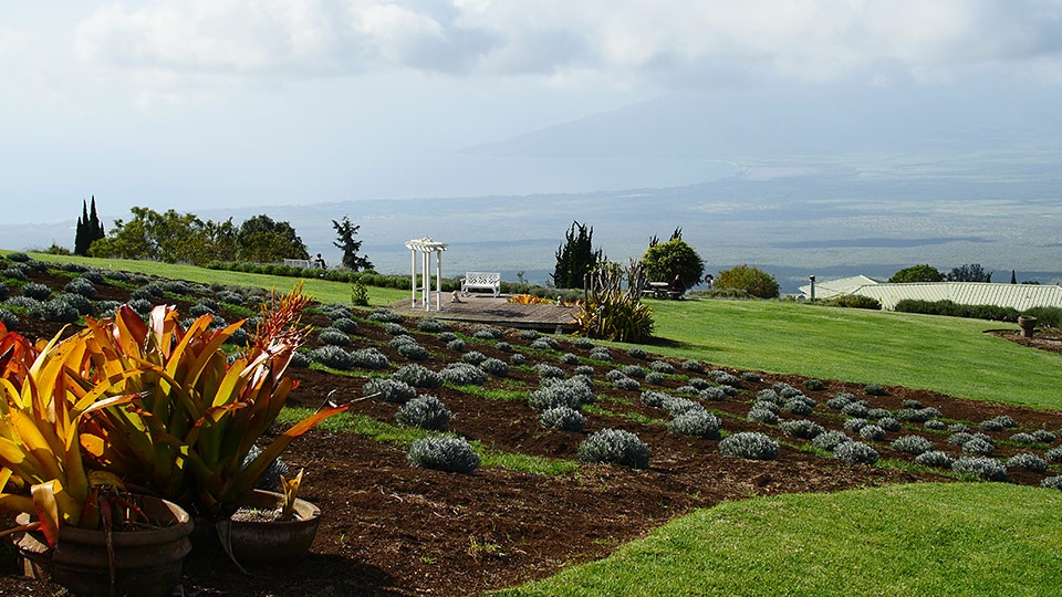 Maui Honeymoon Lavender Farm