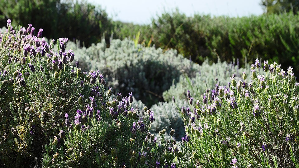 Maui Honeymoon Lavender Farm