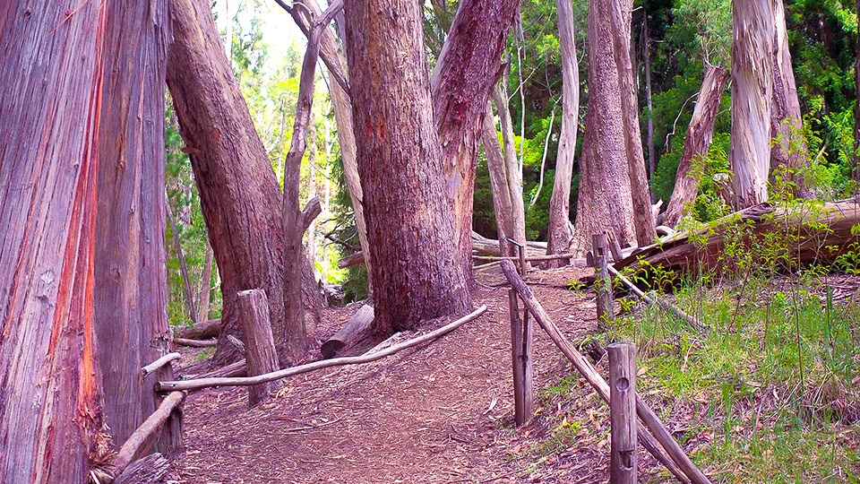 Top Maui Hike Hosmer Grove