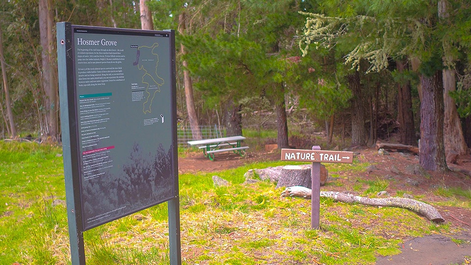 Top Maui Hike Hosmer Grove