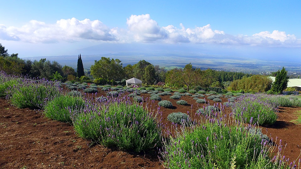 Best Maui Made Lavender Farm