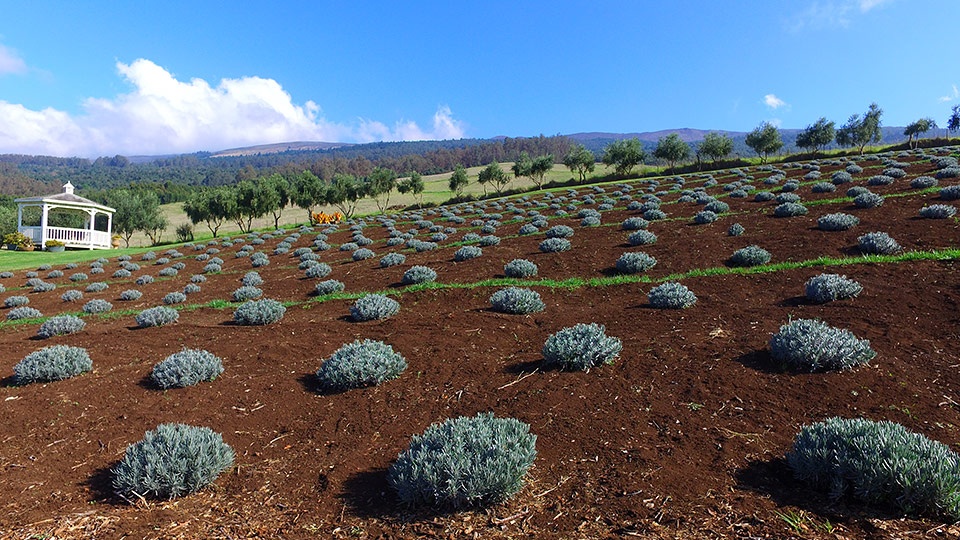Best Maui Made Lavender Farm