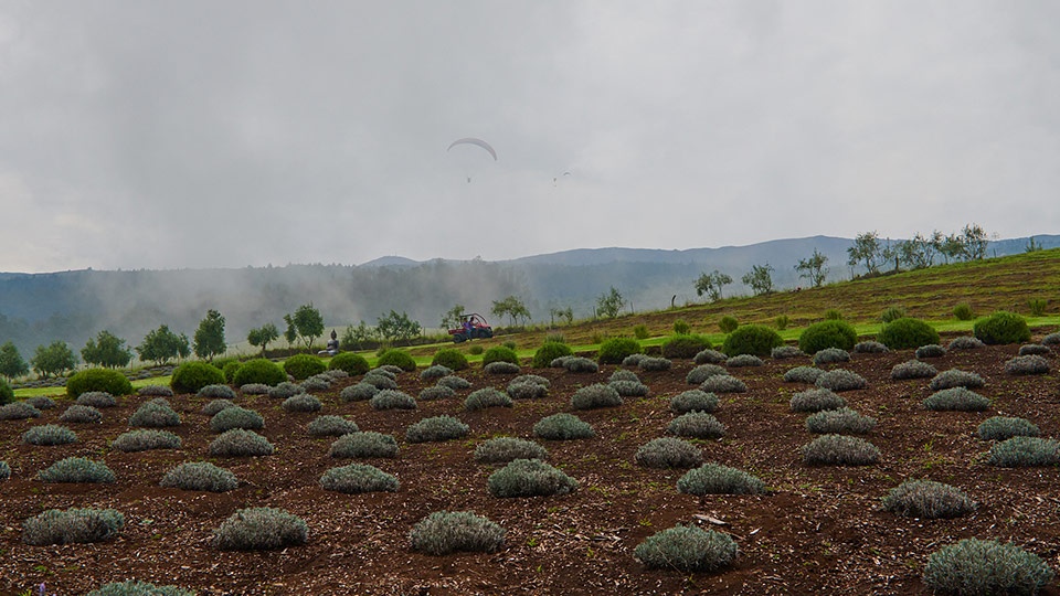 Best Maui Made Lavender Farm