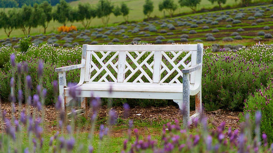 Best Maui Made Lavender Farm