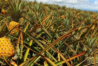 Gold Pineapples