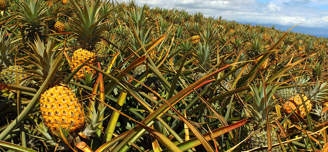 Gold Pineapples