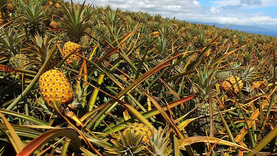 Best Made on Maui Gold Pineapples