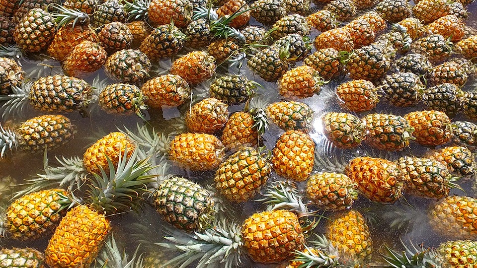 Best Made on Maui Gold Pineapples
