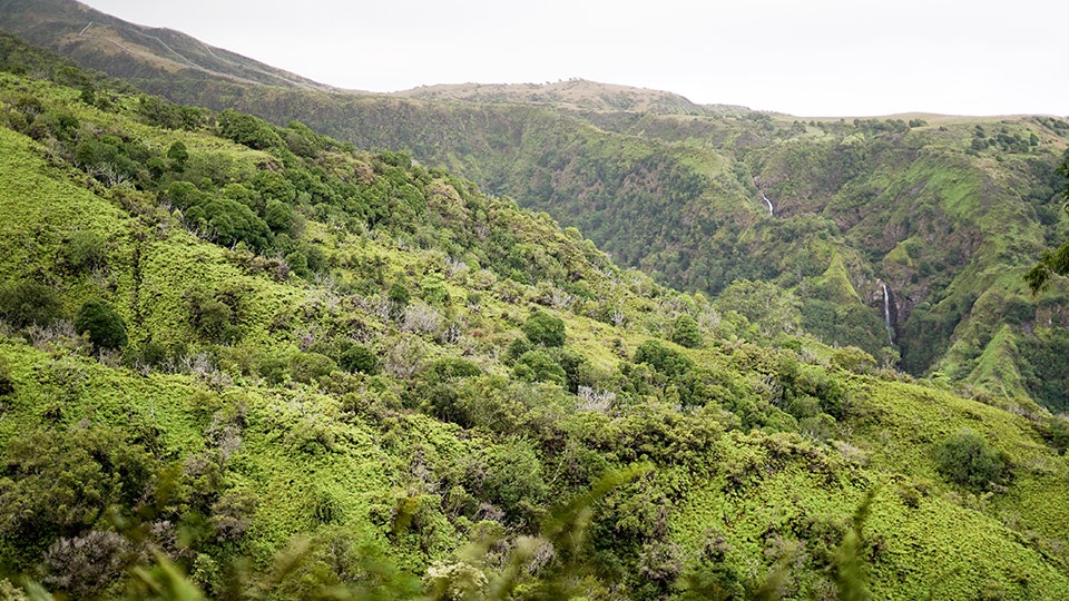 Waihee Ridge Trail Tours Maui