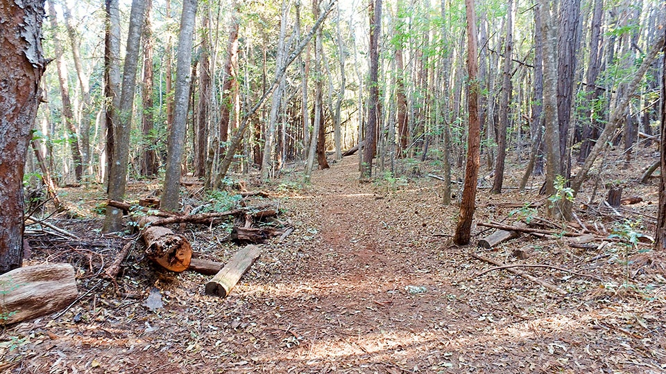 Top Hike Waihou Spring Trail