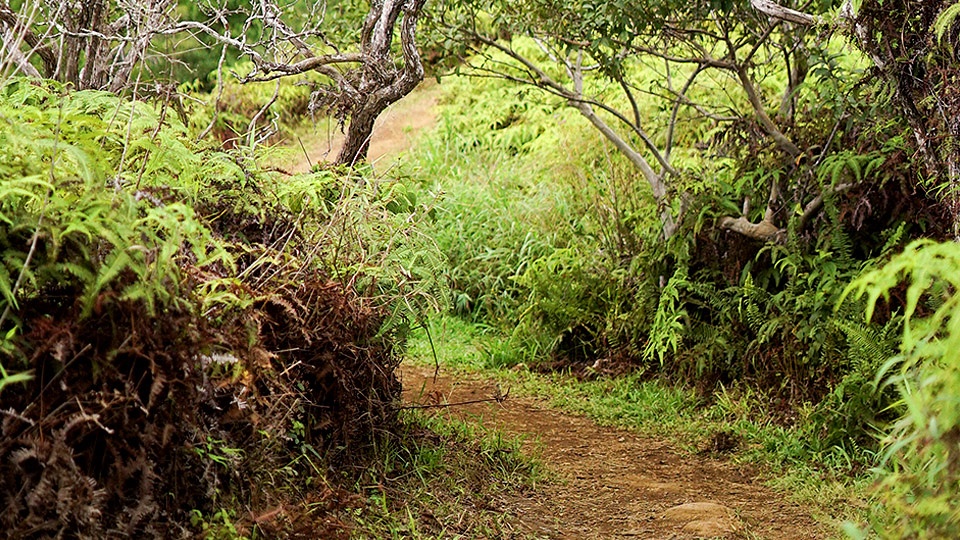 Best Maui Hikes Waihee Ridge Trail