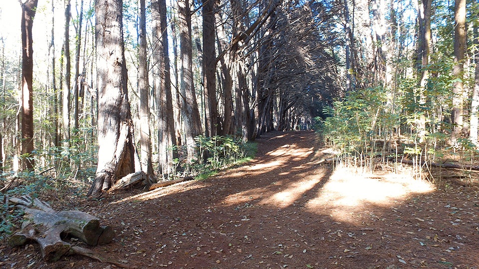 Top Hike Waihou Spring Trail