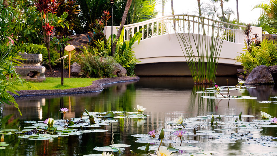 Koi Pond Fairmont Kea Lani