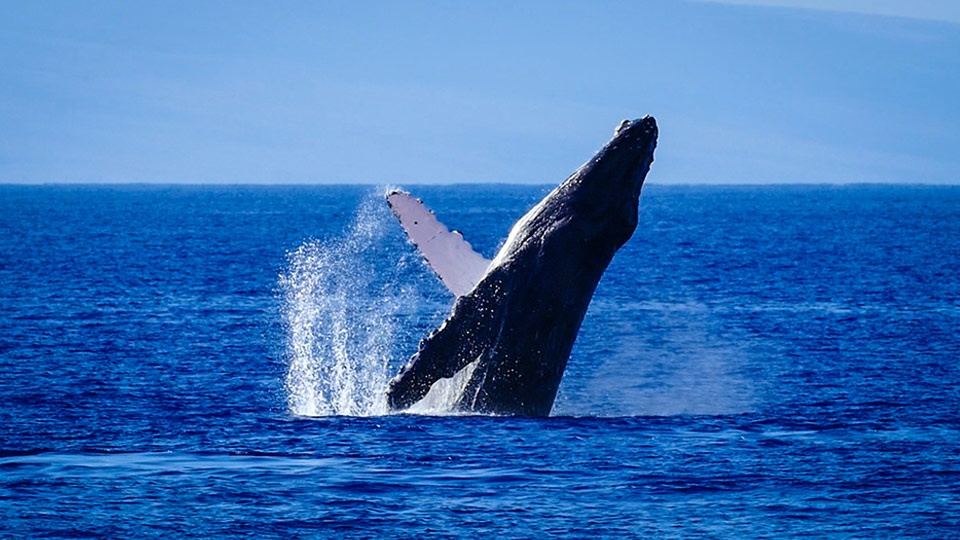 Best Outdoor Activities Whale Watching