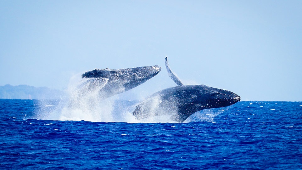 Best Outdoor Activities Whale Watching