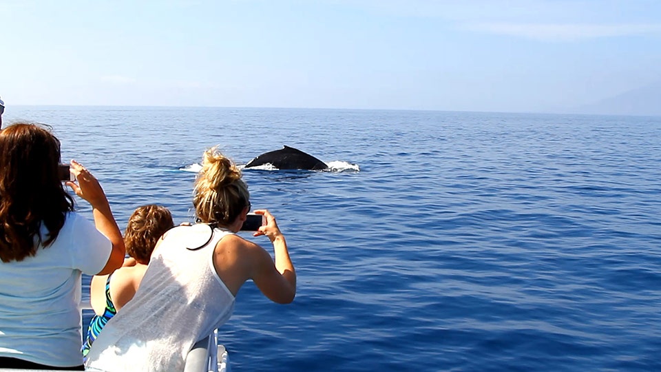 Best Outdoor Activities Whale Watching