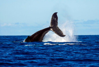 Best Maui Outdoor Activities Whale Watch