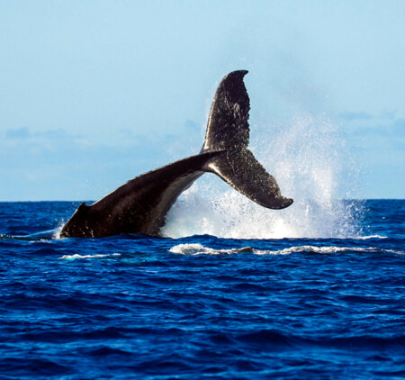 Best Maui Outdoor Activities Whale Watch