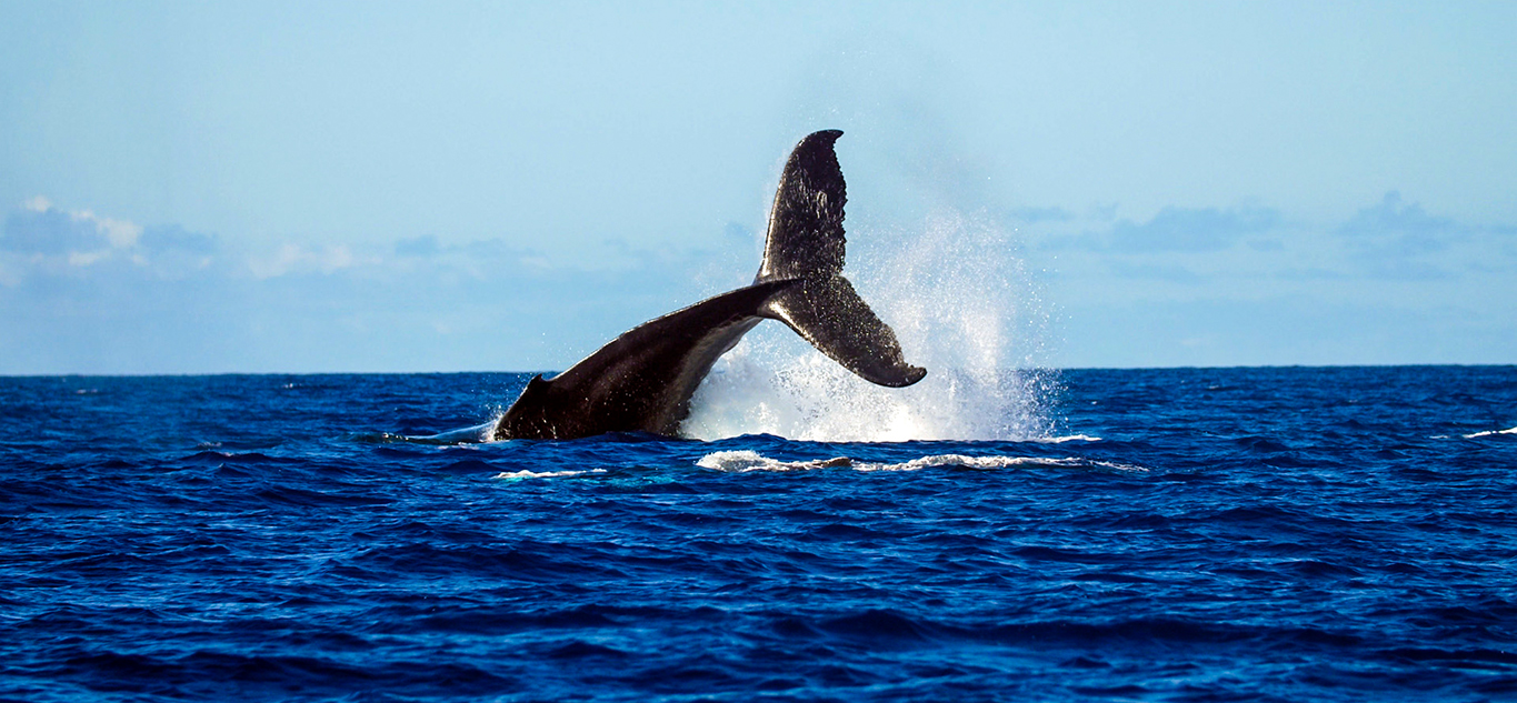 Best Maui Outdoor Activities Whale Watch