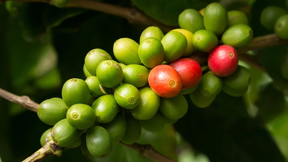 Best Hawaii Island Kona Coffee Farm