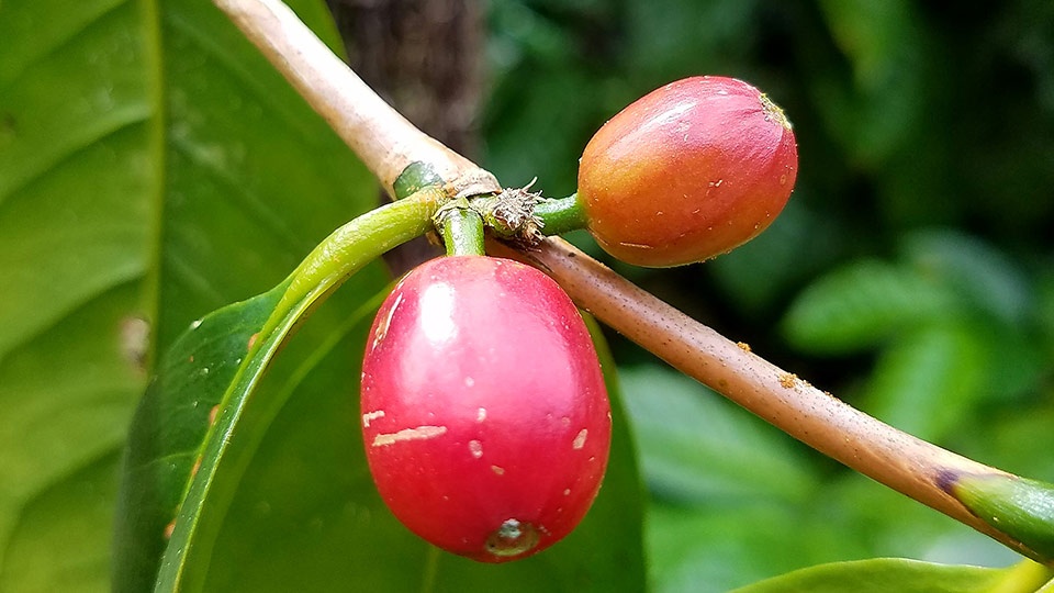 Best Hawaii Kona Coffee Farm