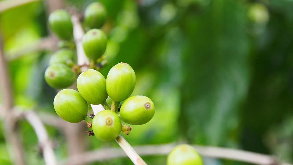 Best Hawaii Island Kona Coffee Farm