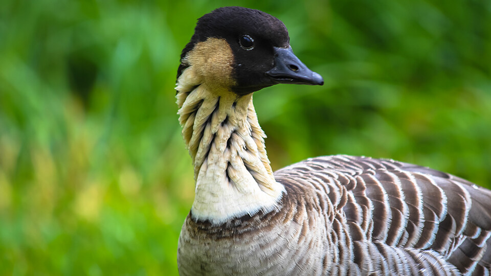 Top Maui Animals Nene Goose