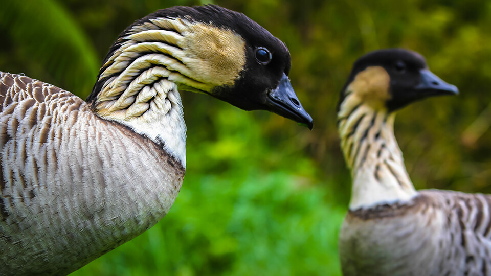 Top Maui Animals Nene Goose