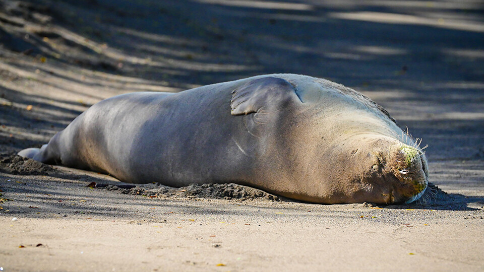 Hawaiian Monk Seal