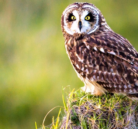 Hawaiian Owl aka Pueo