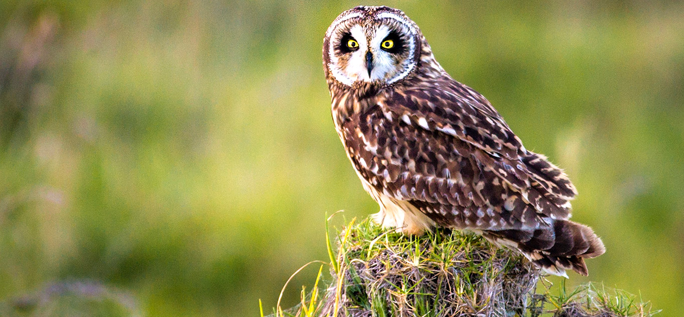 Hawaiian Owl aka Pueo