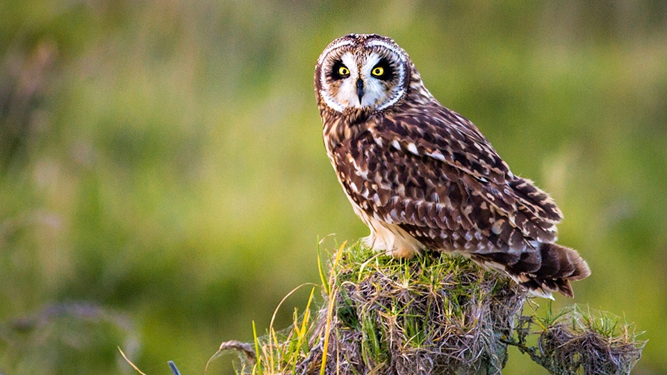 Top Maui Animals Pueo - Hawaiian Owl