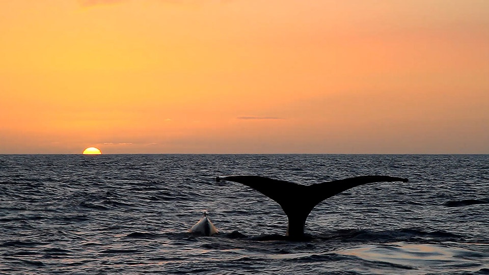 Best Maui Animals Humpback Whale
