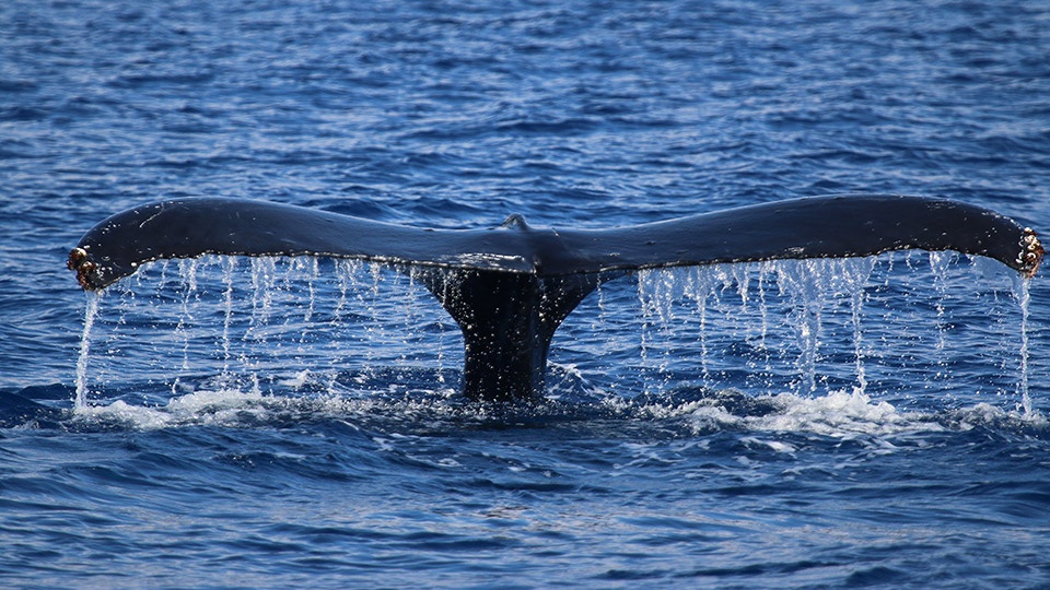 Best Maui Animals Humpback Whale