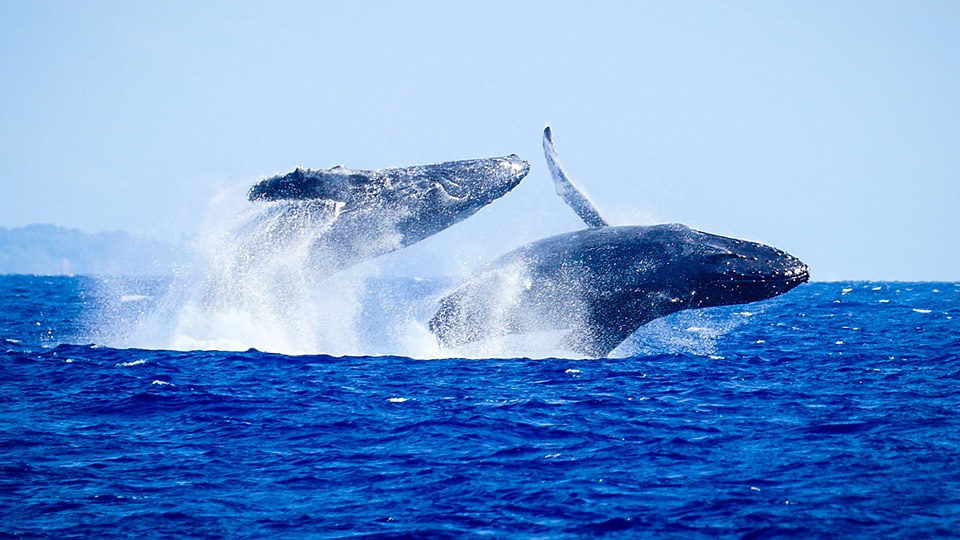 Best Maui Animals Humpback Whale