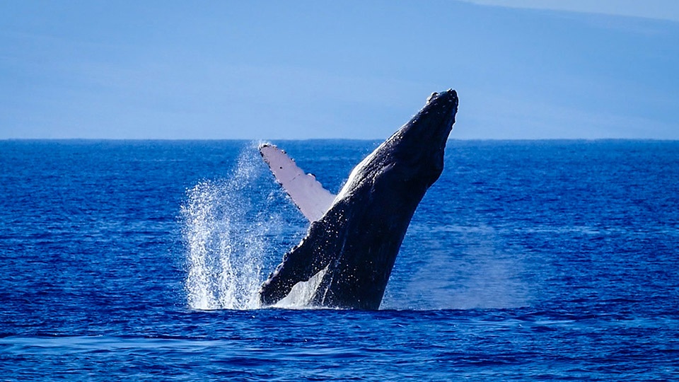 Best Maui Animals Humpback Whale