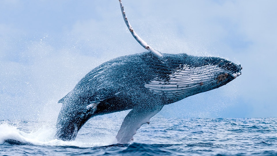 Best Maui Animals Humpback Whale
